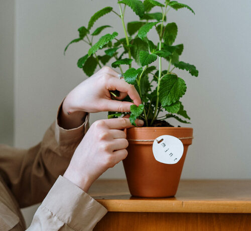 Mint in Pot